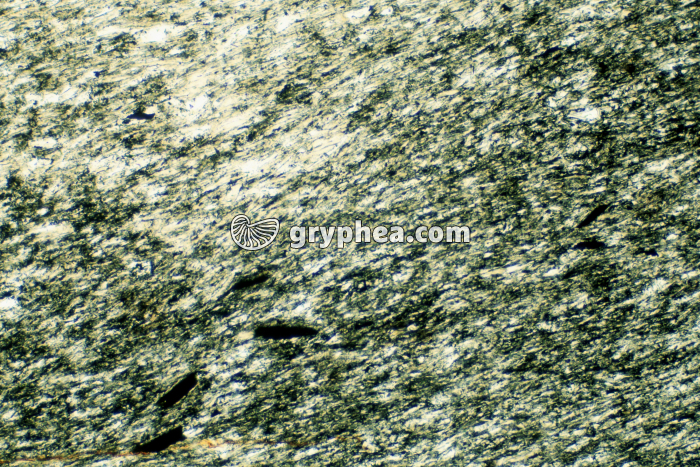 Schiste LPA x25 - gryphea.org